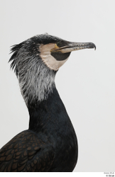 Head Bird Animal photo references